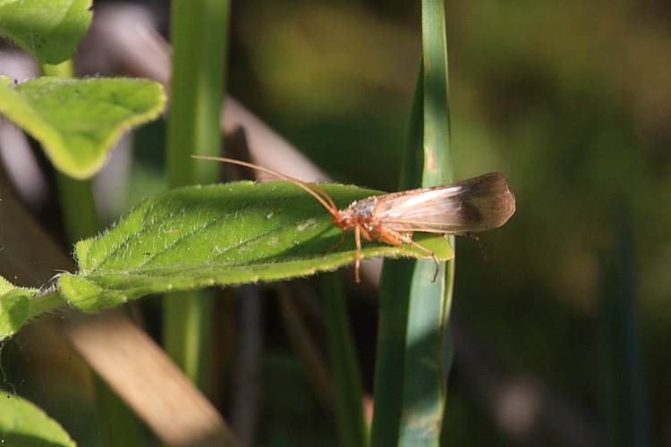 Caddis Fly.JPG